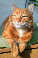 A red cat lying in the sunlight