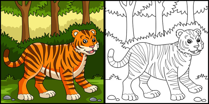 Tiger Coloring Page Colored Illustration