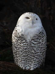 Schneeeule