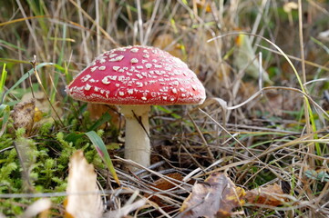 Red fly agaric (Lat. Amanita muscaria) grows in the forest