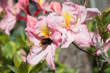 Japanese rhododendron (Lat. Rhododendron japonicum) in the garden close-up. Bumblebee collects nectar