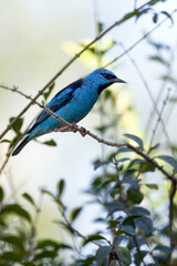 Obraz premium Turquoise bird from Brazil. A male of Blue Dacnis also know as Sai-azul perched on the branches of a tree. Species Dacnis cayana. Animal world. Birdwatching. Birding.