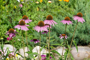 Echinacea purpurea blooms on a flower bed in the garden on a summer day