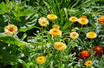Blooming terry calendula (Lat. Calendula officinalis) on a flower bed in a summer garden