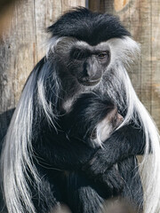 Affe