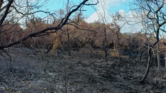 Nature devastation. Australian bushfire deserted landscape
