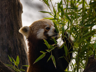 Roter Panda
