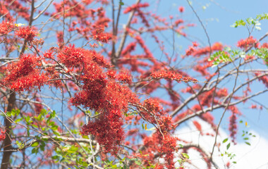 Monkey Flower Tree, Fire of Pakistan The reddish-orange flowers bloom beautifully in early summer,on the blue sky background.