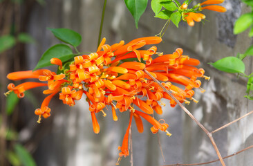 Fire Cracker Vine,Flame Flower,Flame Vine,Orange Trumpet (Scientific name: Pyrostegia venusta Miers)Orange flowers bloom beautifully. with a wall in the background.