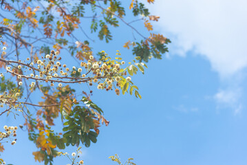The flowers of Xylia xylocarpa are blooming on the tree. on the blue sky background In the beginning of summer in Thailand.