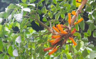 Tree jasmine (scientific name: Mayodendron igneum) orange flowers bloom beautifully on the tree.