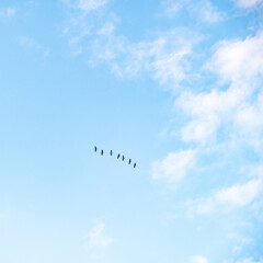 Bird migration flying in the sky against the blue background with white clouds 
