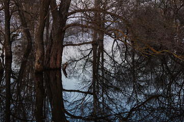 Photo of a river that overflowed its banks when the snow melted. Early spring. Trunks and branches of bare trees. Sunset. Landscape in the off-season in Ukraine. Reflection in water.