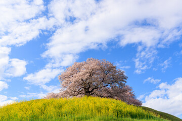 丘の上の桜 
