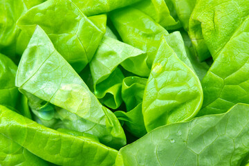 Full frame of fresh Boston lettuce leaves