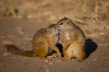 Zwei kleine braune Eichhörnchen sitzen in der Savanne des Kruger Nationalparks schmusend auf dem...