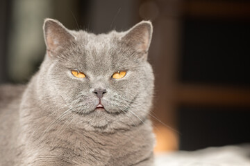 Portrait of lying gray cat with orange eyes close-up. British blue Shorthair cat. Selective focus. High quality photo