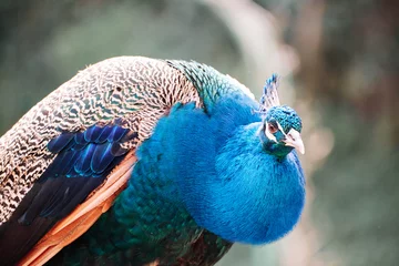 Abwaschbare Fototapete Close up detail of a peacock in an urban park © DANIELMANUEL