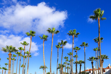 Many palm trees along the streets of Maspalomas, Gran Canaria - Spain 