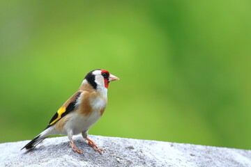 European Goldfinch (Carduelis carduelis), colorful exotic bird