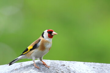 Goldfinch, songbird in the park