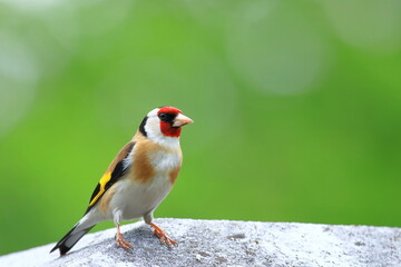 Goldfinch, songbird in the park
