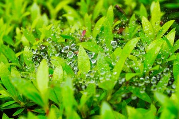 ツツジの葉と蜘蛛の巣の雫