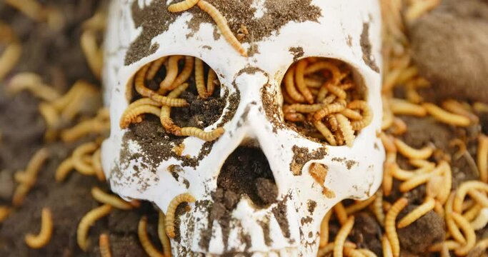 Maggots crawling in dead skull