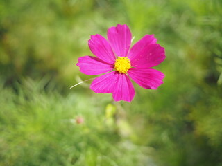 Obraz premium pink cosmos flower