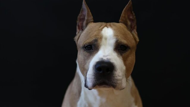 American Staffordshire Terrier dog on a black background