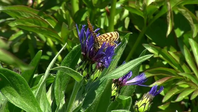 Der Scheckenfalter auf der Kornblume l&auml;sst sich von der Biene nicht vertreiben (Nahaufnahme)