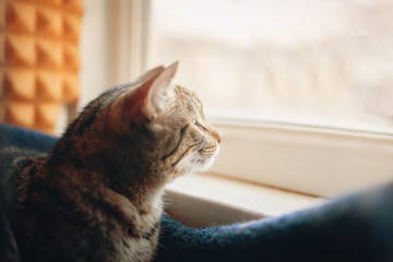 Close-up portrait of curious animal. Tabby cat looks out window at street with interest. Sunlight. Pussycat is sitting in pet bed near windowsill.