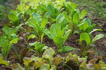 The vegetable garden is grown organically, safe and non-toxic.