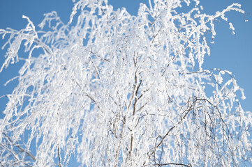 trees after freezing rain