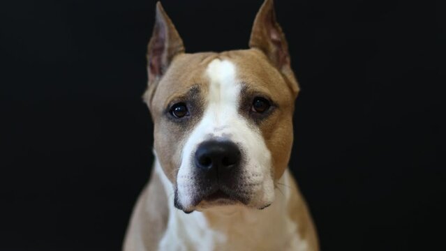 American Staffordshire Terrier dog on a black background