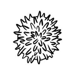 Sea urchin with sharp spines illustration. Coloring book for children and adults. Beautiful drawings with patterns and small details. For anti-stress and children's coloring books, emblems