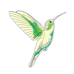 Vector Green Hummingbird Bird illustration, Colibri