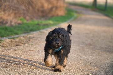 goldendoodle puppy in the color black and tan. Hybrid dog golden retriever poodle.