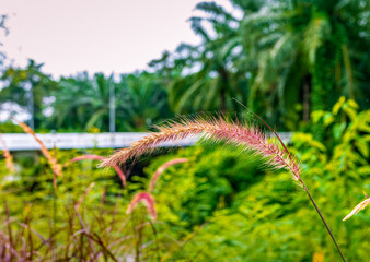 A string of dry Blady grass in a blur view of surrounding grass, trees in a garden