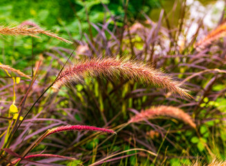 A string of dry Blady grass in a blur view of surrounding grass, trees