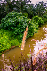 A string of dry Blady grass in a blur view of surrounding grass, trees and creek