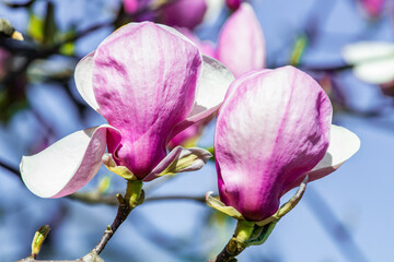 magnolia blooms. beautiful magnolias bloom in the garden on a spring day amidst the blue sky. nature background