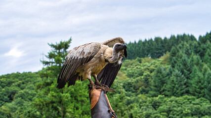 Griffon vulture on falconer's glove ready to fly in close up. Colossal large bird
