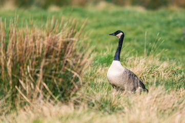 Canada Geese, Canada Goose, Branta Canadensis in habitat