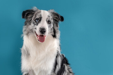 Fototapeta premium Blue Merle Border Collie dog sticking out the tongue, looking at the camera in a studio by a blue background.