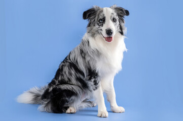 Blue Merle Border Collie dog sticking out the tongue, looking at the camera in a studio by a blue background.