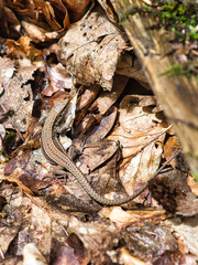 Lizard on the ground between leaves in the forest sunbathing.