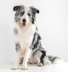 Blue Merle Border Collie dog sticking out the tongue, looking at camera in a studio by a white blank background.