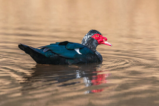 Muscovy Duck, Heavy-bodied Duck, Cairina moschata male on the water