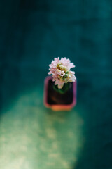 Top view of Pink Hyacinth plant with pink blooming flowers in pink pot on green background